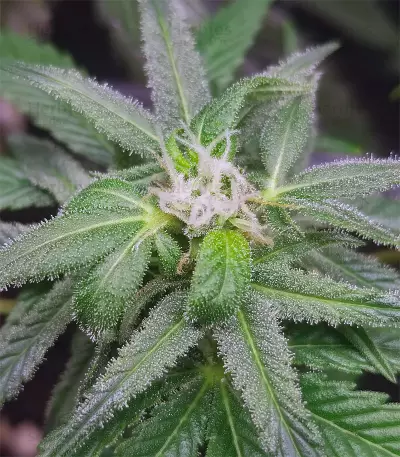 Graines féminisées de Gorilla Cookies (Big Head Seeds)