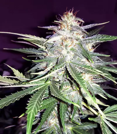 Jack 47 XL Auto Seeds