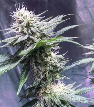 Lemon Ice 2.0 Seeds
