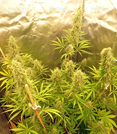 Malawi Breeders Pack feminized seeds