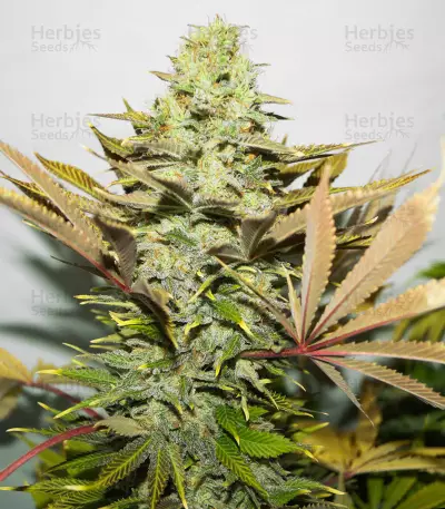 Melon Gum Seeds