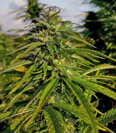 Mexican Sativa Seeds