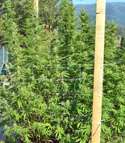 Nepal Jam regular (Ace Seeds)
