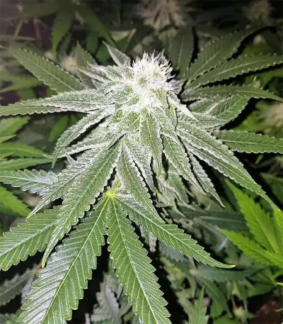 Original Bruce Banner Seeds