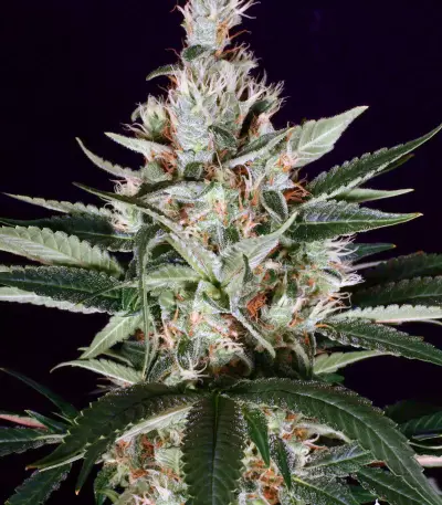 Ortega regular seeds