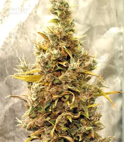 Graines de cannabis Panama Haze (Ace Seeds)
