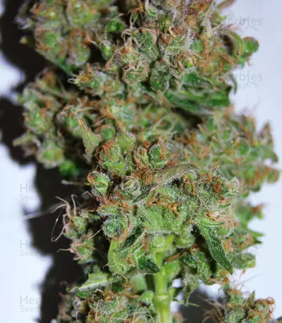 Pure Africa Seeds