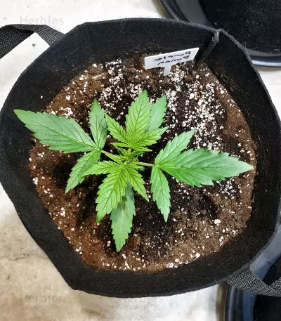 Purple Punch Seeds (Seedstockers)