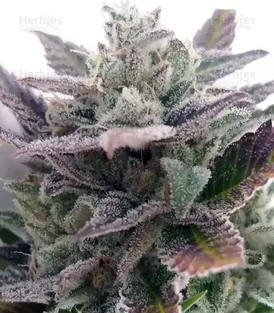Road Dawg Seeds