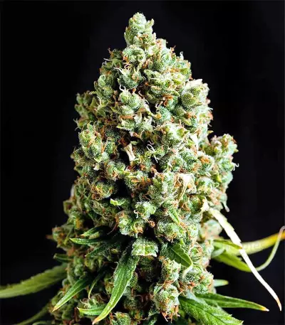 Skunk Classic feminized seeds