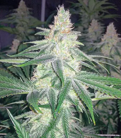 Sogouda (Soma Seeds)