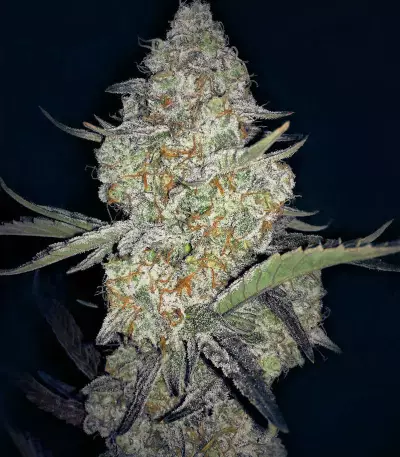 Sour Crack Auto Seeds