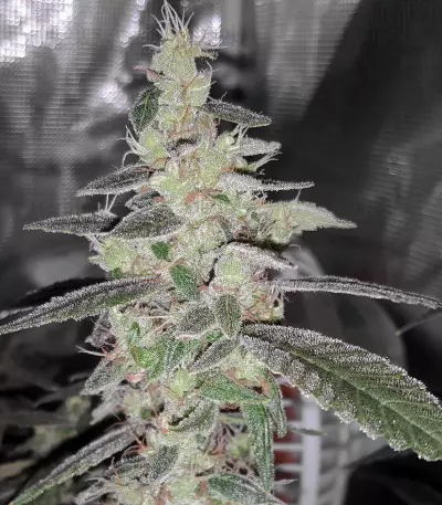 Sour Tangie Semi regolari