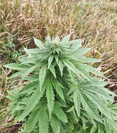 Super Skunk Autoflower (Seedstockers)