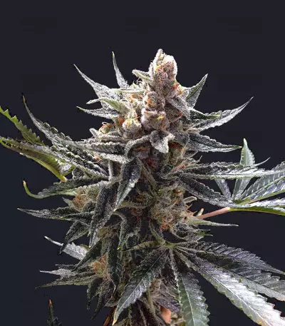 Semi femminizzati Tangie
