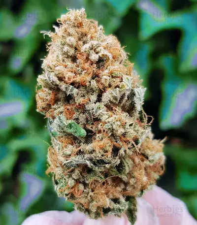 Txomango feminized seeds