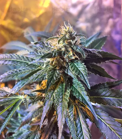Graines de cannabis Wedding Cake (Big Head Seeds)