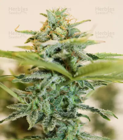 White Thunder strain