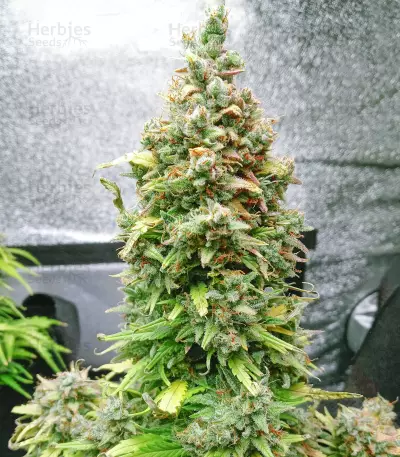 Original Afghan Kush Seeds