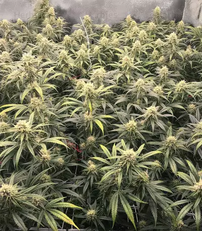 Amnesia (Herbies Seeds)
