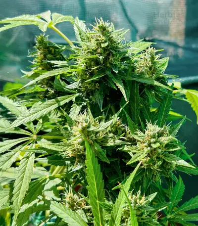 Auto CBD Kush 1:1 (Herbies Seeds)