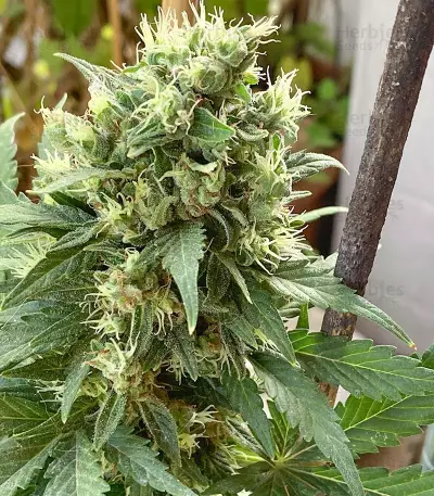 Auto Gelato (Female Seeds)
