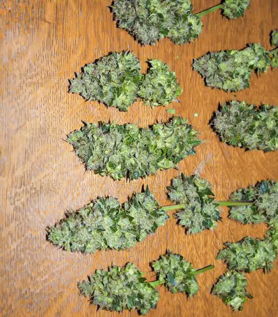 Blackberry Moonrocks Seeds (AlphaFem Seeds)