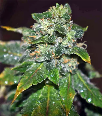 Blue Sherbet S1 strain