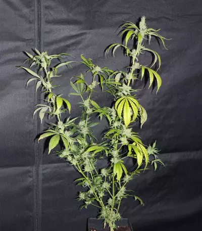 CBD Mango Haze (CBD Crew)