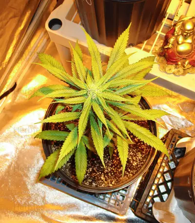 Cheesy Headband Seeds