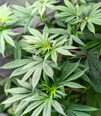 Graines de cannabis Critical Gorilla (Expert Seeds)