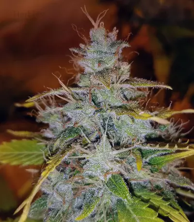 Sementes Feminizadas Auto Critical Orange Punch (Dutch Passion)