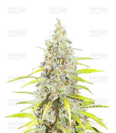 Diesel Regular Seeds (Herbies Seeds USA)