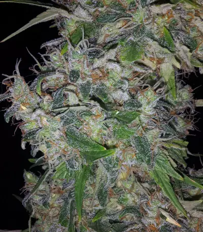 G13 Haze (Barney's Farm)