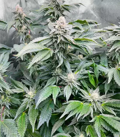 Gary Payton Feminized Seeds (Barney’s Farm)