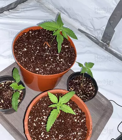 Green Crack Punch (Green Punch) feminized seeds