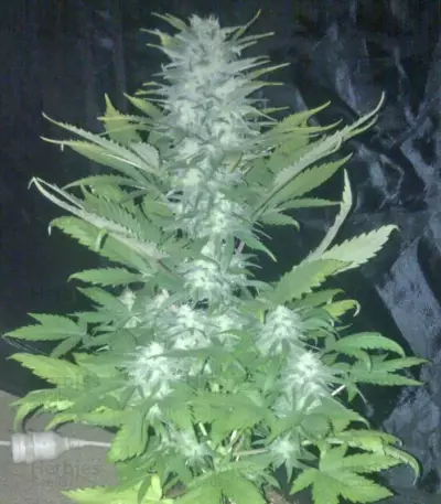 Green Love Potion feminized seeds