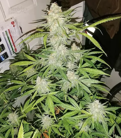 Maple Sherbet Seeds