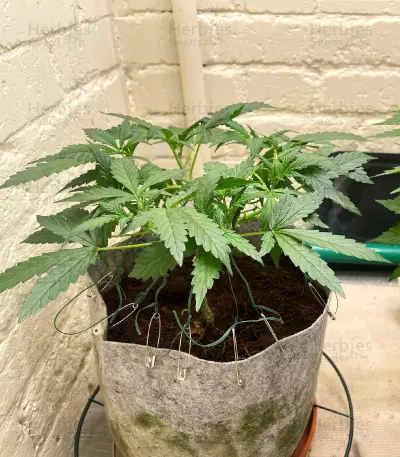 Northern Light (Kera Seeds)