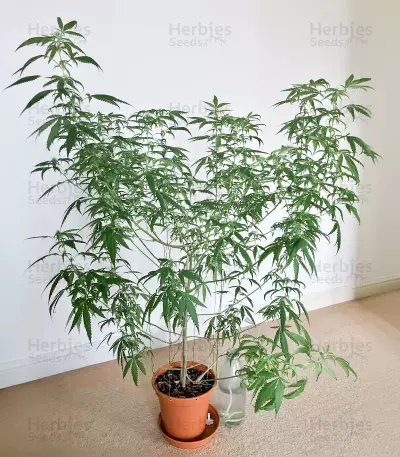 Semi femminizzati Nurse Lilly CBD