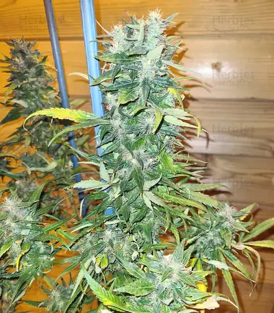Pumpkin Kush Seeds