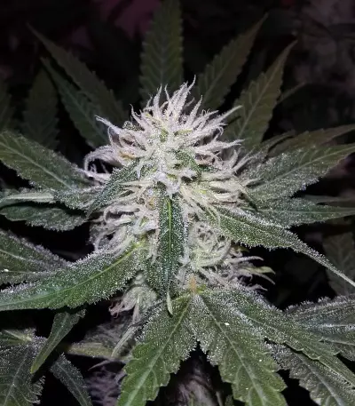 Purple Bud Seeds