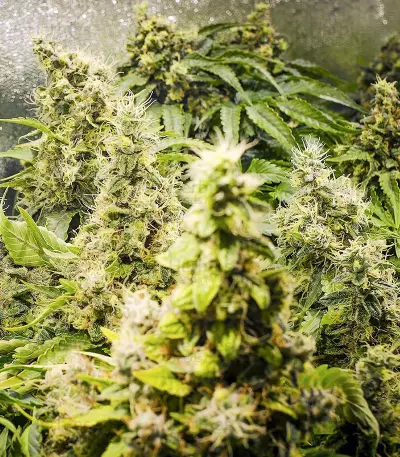 Purple Haze 1 feminized seeds