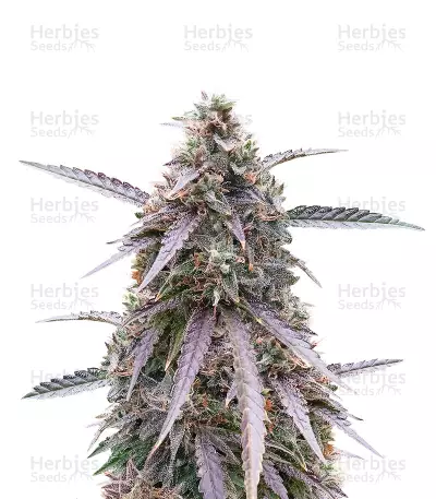 Purple Kush Feminized Seeds (Herbies Seeds USA)