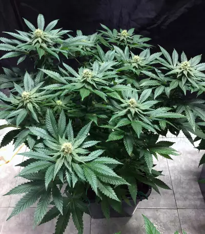 Purple Punch Cookies (Original Sensible Seeds)