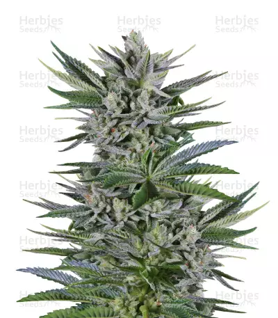 Quick Gorilla (Dinafem Seeds) Cannabis-Samen