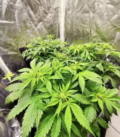 Apple Betty Auto Seeds