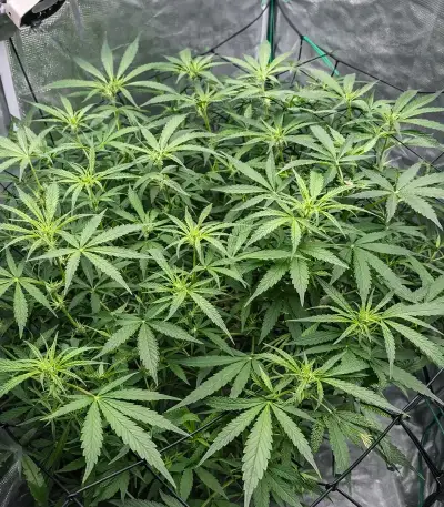 Banana Jealousy Auto RF3 feminisierte Samen (Ethos Genetics)