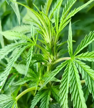 Sementes Feminizadas Blueberry Hill (Herbies Seeds)