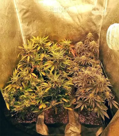 Bubba Delight Regular seeds
